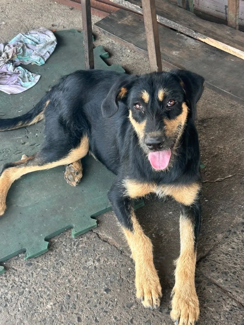 Doa se cachorro pessoa responsável 