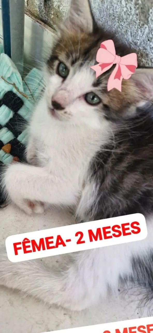 GatinhA para ADOÇÃO 