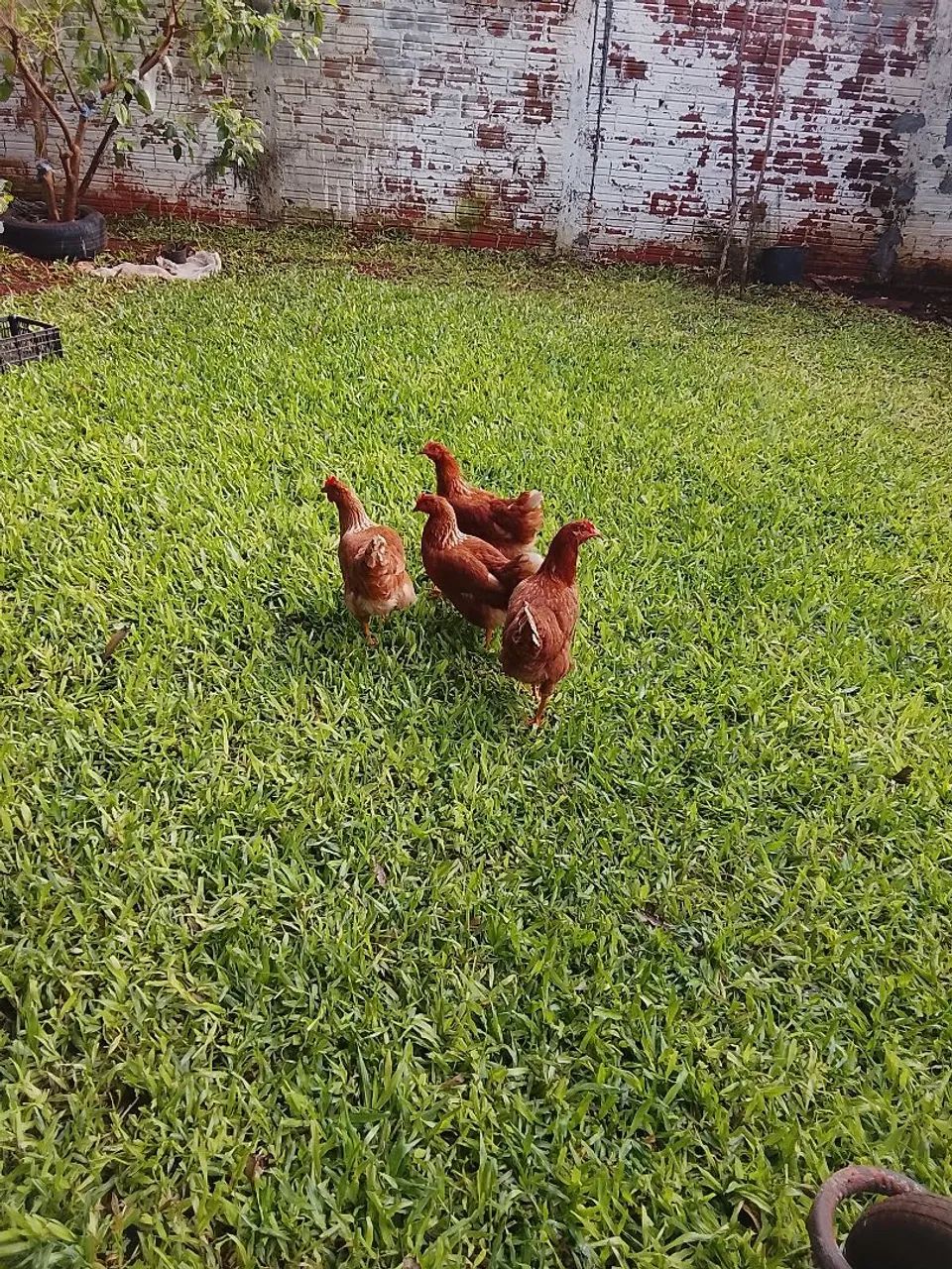 Vendo galinhas botadeiras - Foto 2