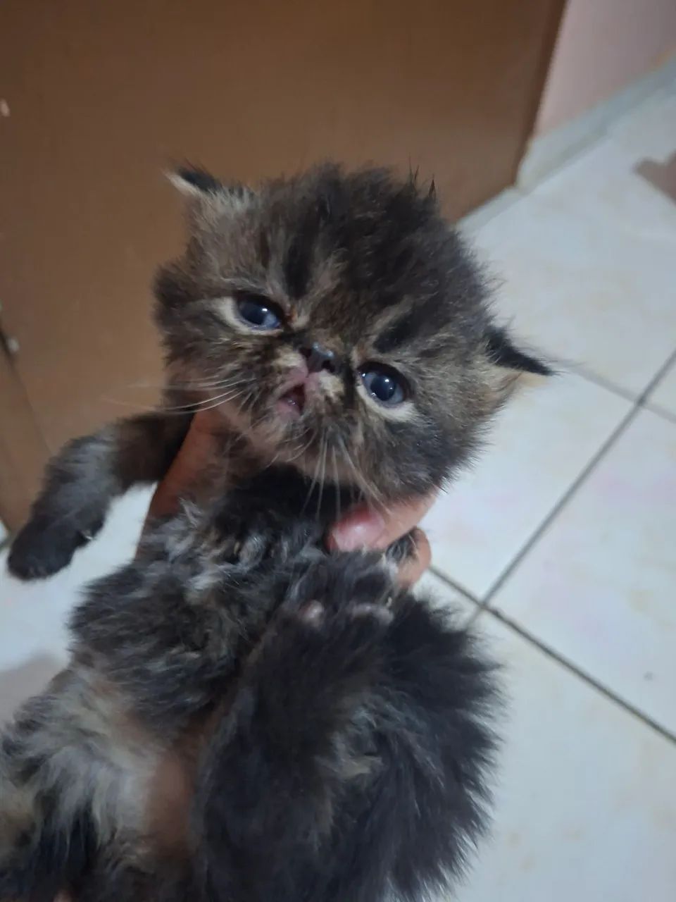 Vende-se filhote de gato persa macho pv  - Foto 5