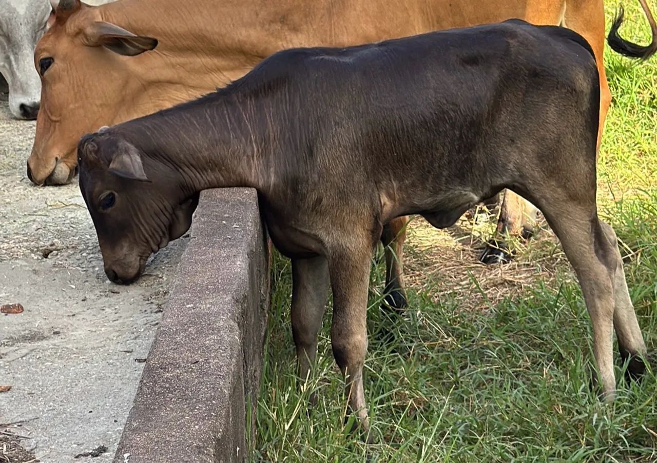 Vaca parida - Foto 2