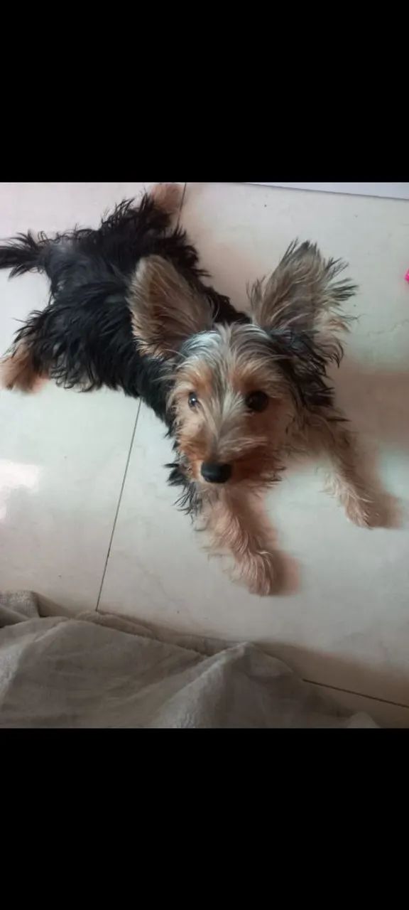 Lindo cachorro  - Foto 3