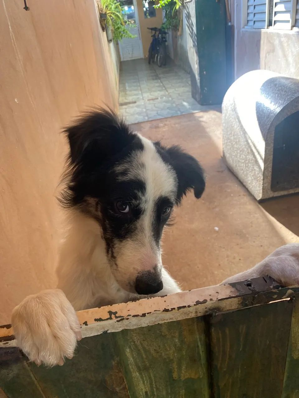 Border collie  - Foto 3