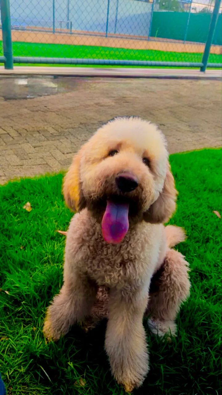 Golden mais Divertido