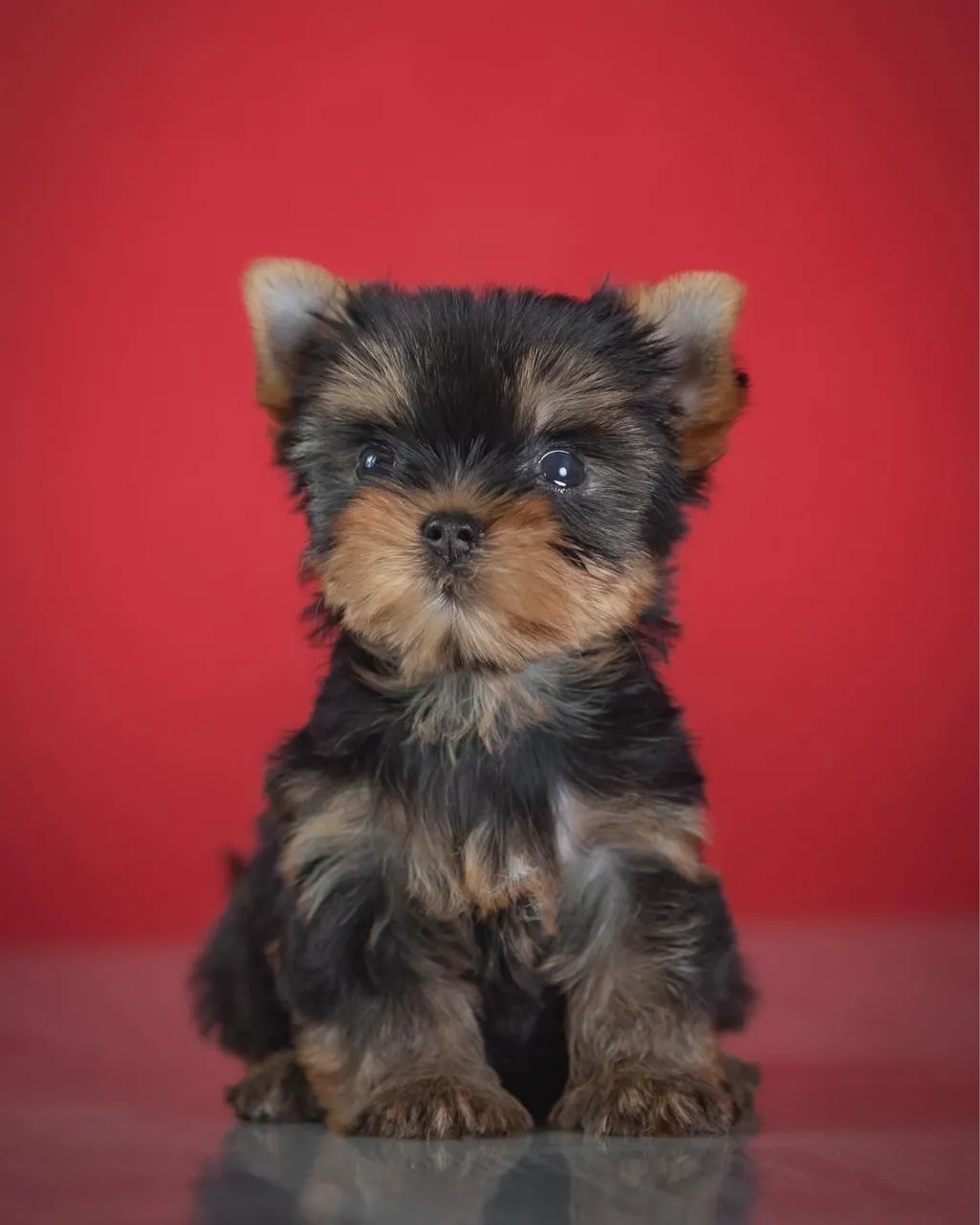 Yorkshire Terrier vendas macho e fêmea micro  - Foto 2