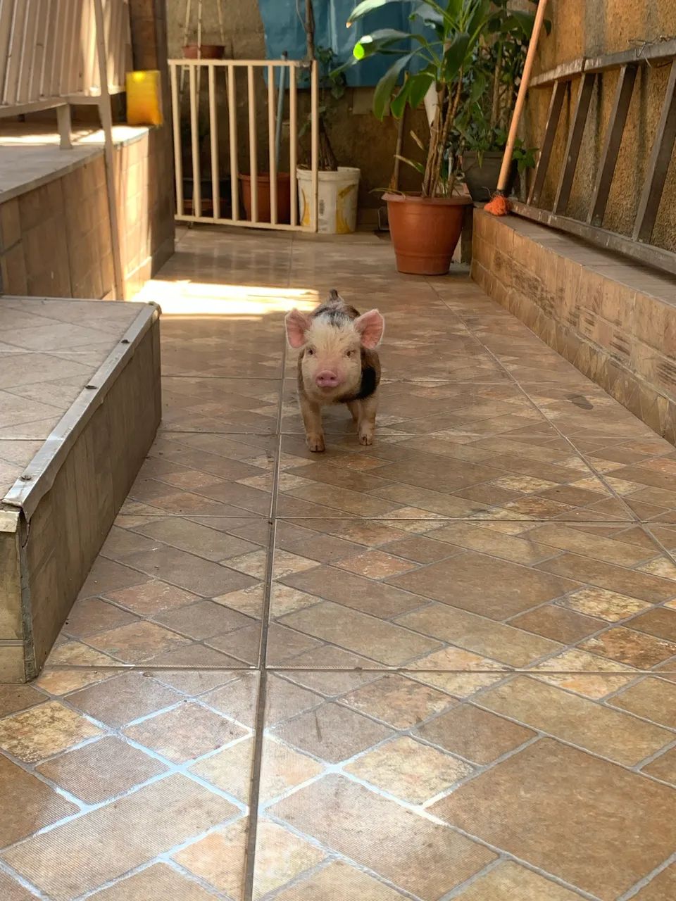 Mini pig macho castrado e vacinado 