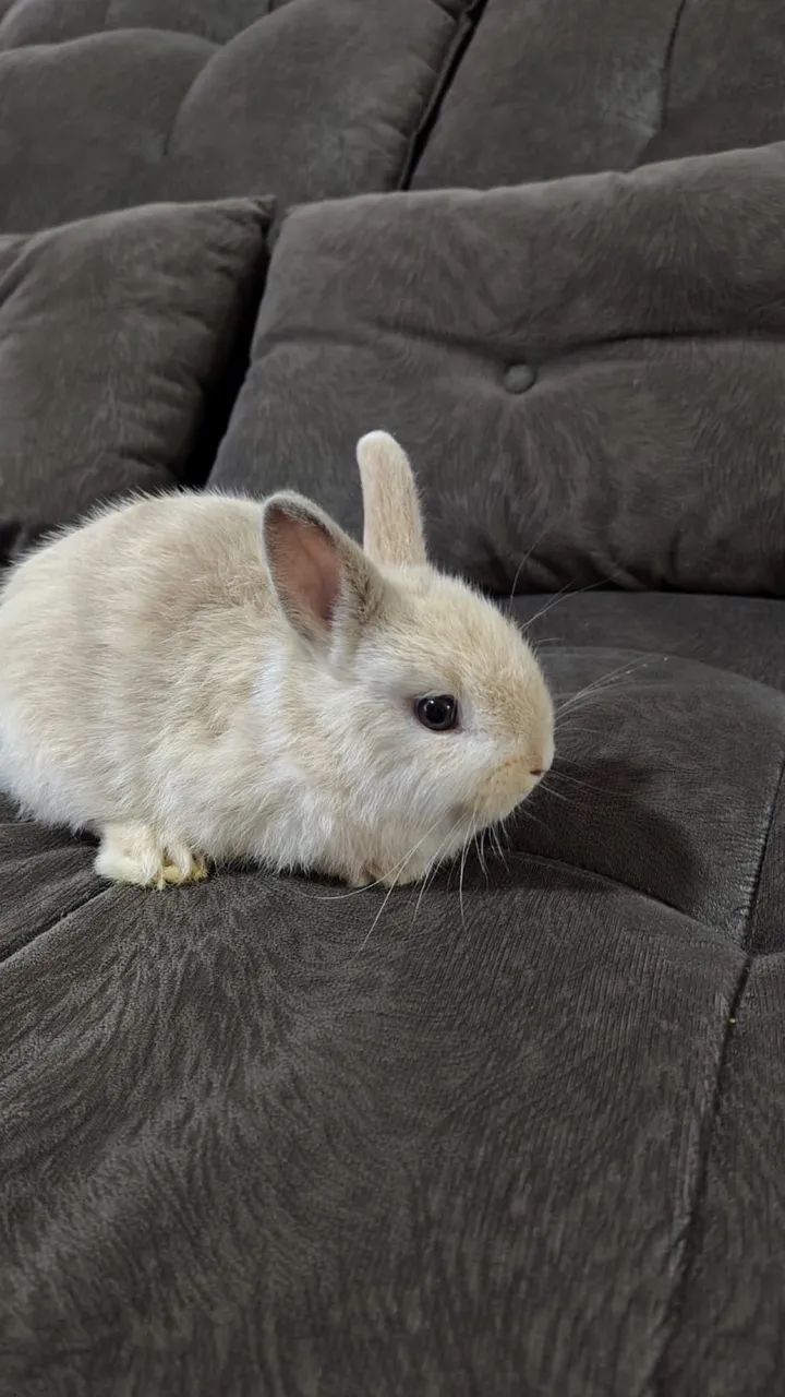 Vendo coelho 