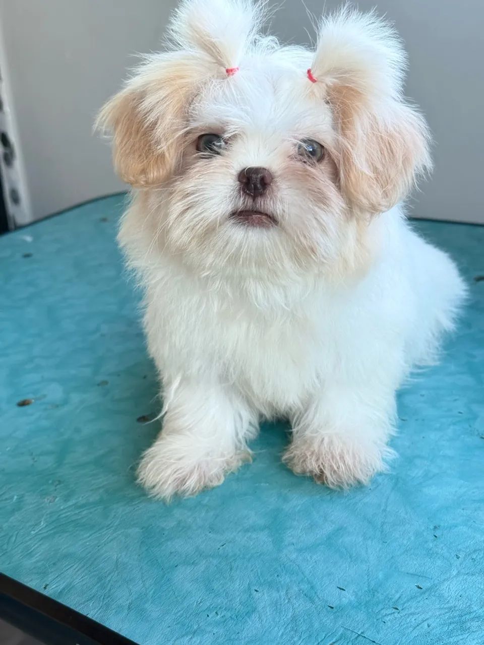 Cachorro  - Foto 3