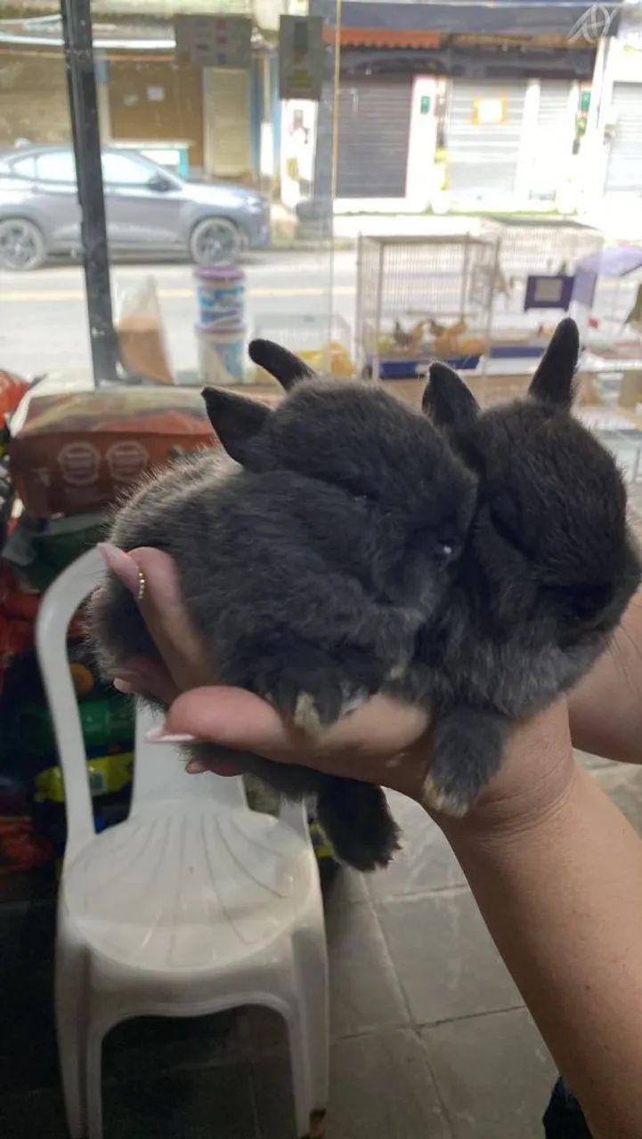 Mini coelho  - Foto 3