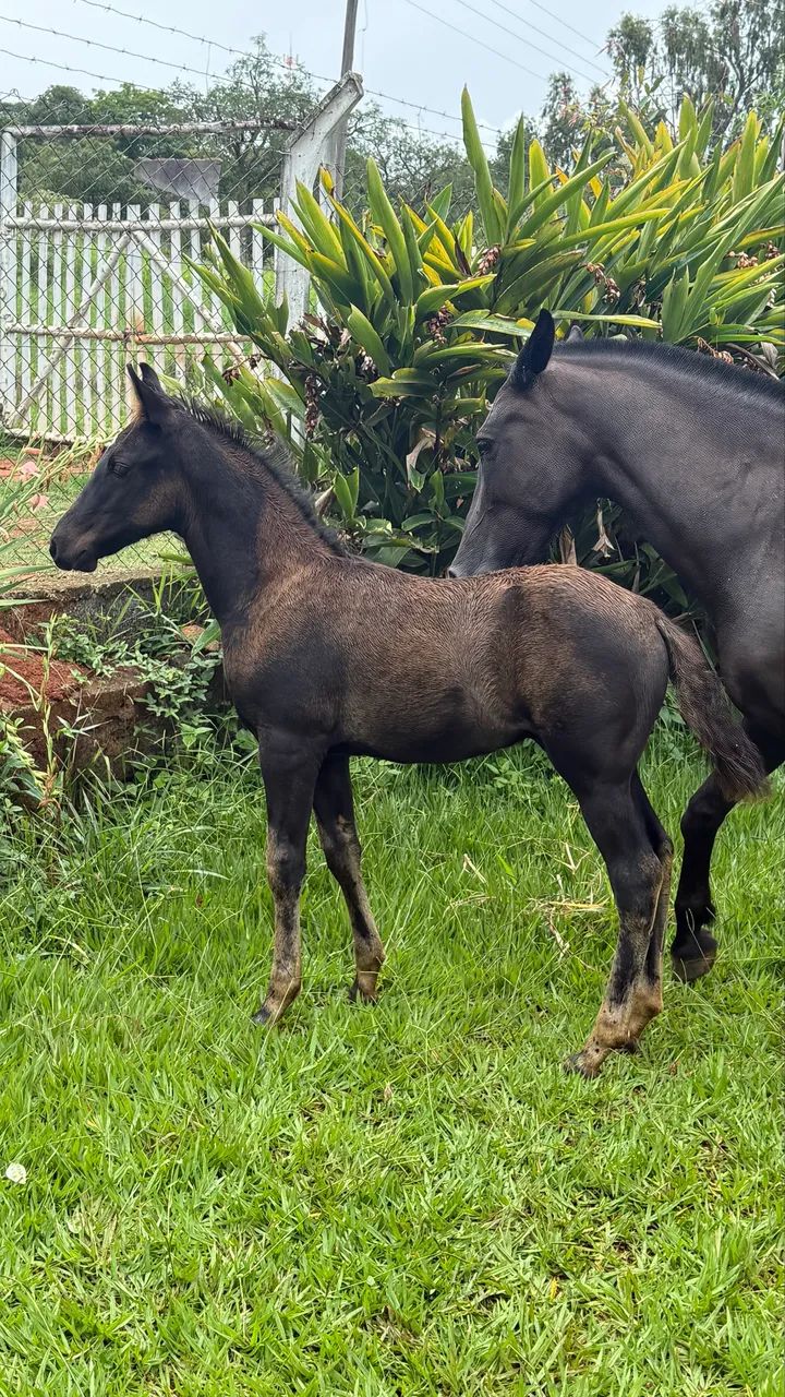 Potro mangalarga 