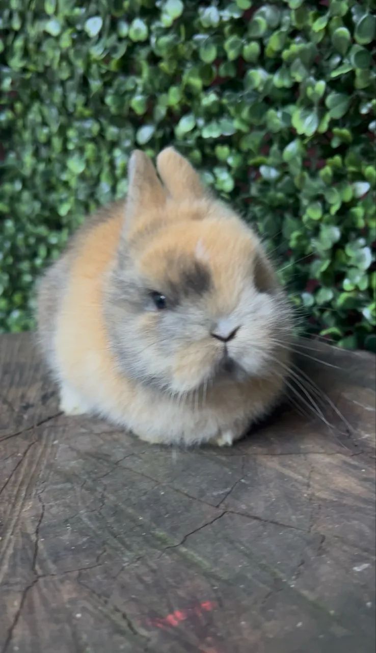 Netherland dwarf  - Foto 2