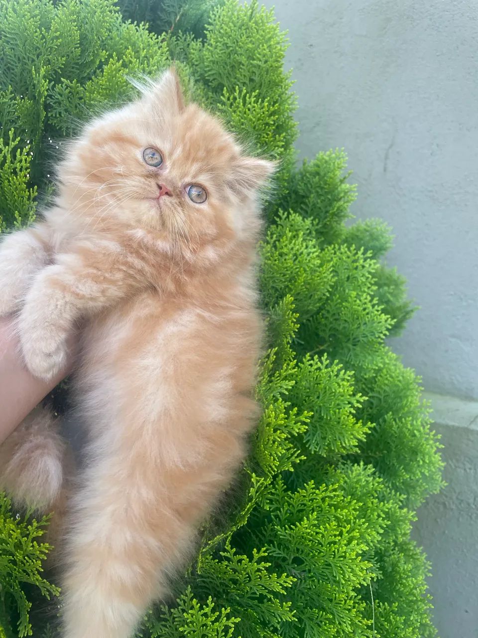 Gatinha persa!  - Foto 4