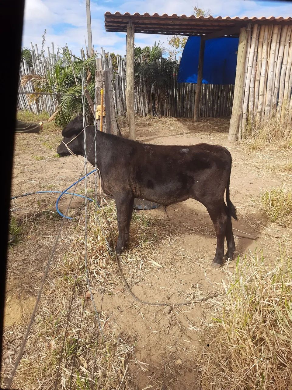 BEZERRO MEIO ANGUS COM 7 MESES