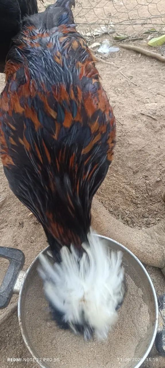 Vendo frango polonês 