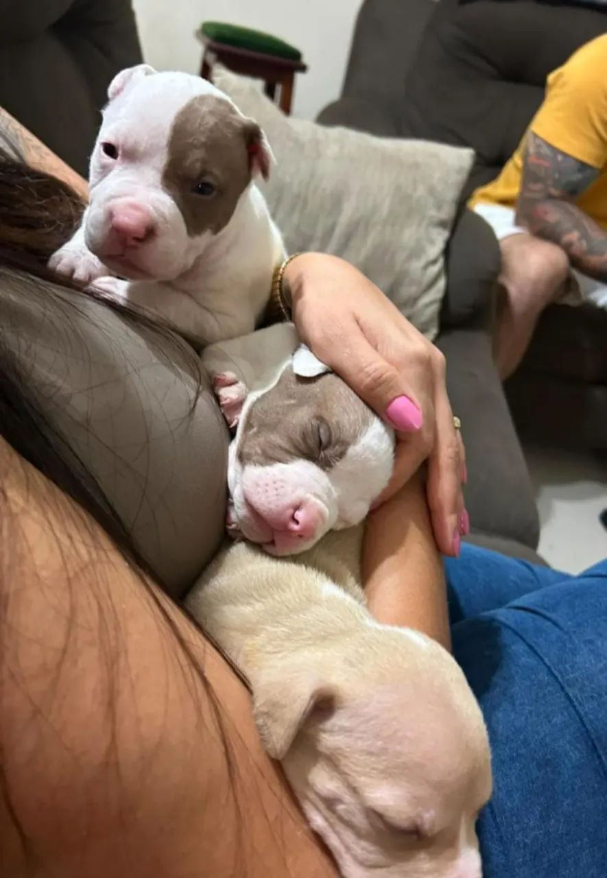 Pitbull Monster Classic 