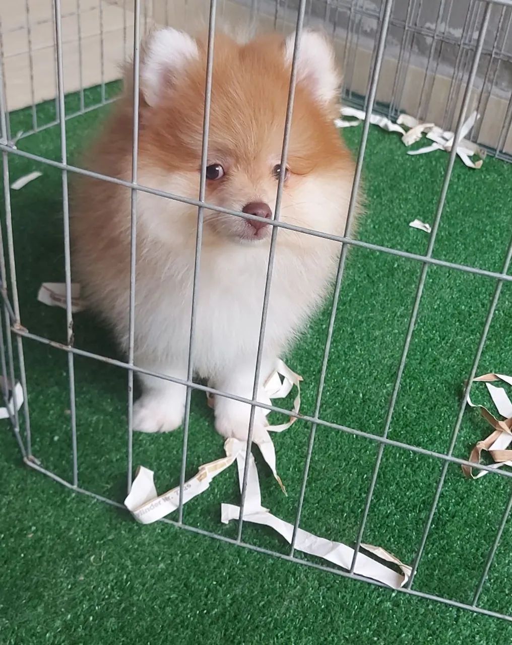 Cachorros e acessórios  - Foto 2