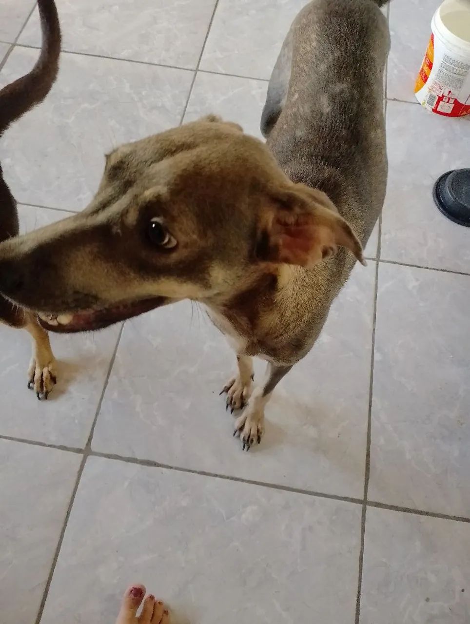 Pets para adoção  - Foto 2