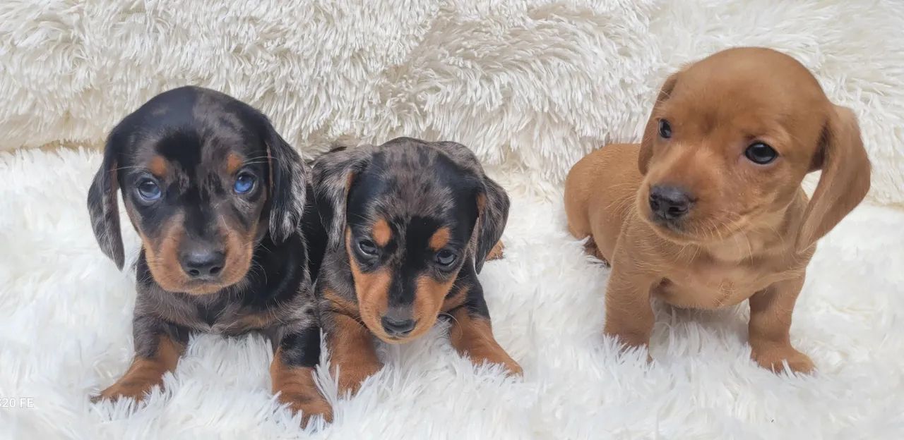 Dachshund Basset  - Foto 5