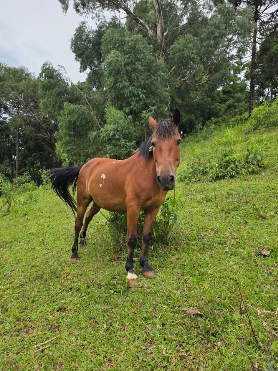 Cavalo a Venda  - Major - Foto 3