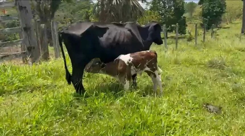 Gado Leiteiro - Holandês/Girolando (Itabuna/BA) - Foto 4