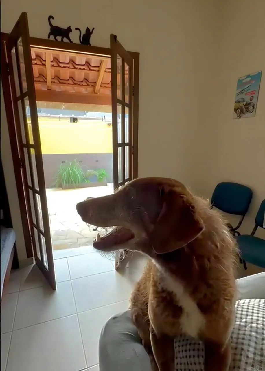 Hospedagem Pet em Ubatuba - SP - Foto 2