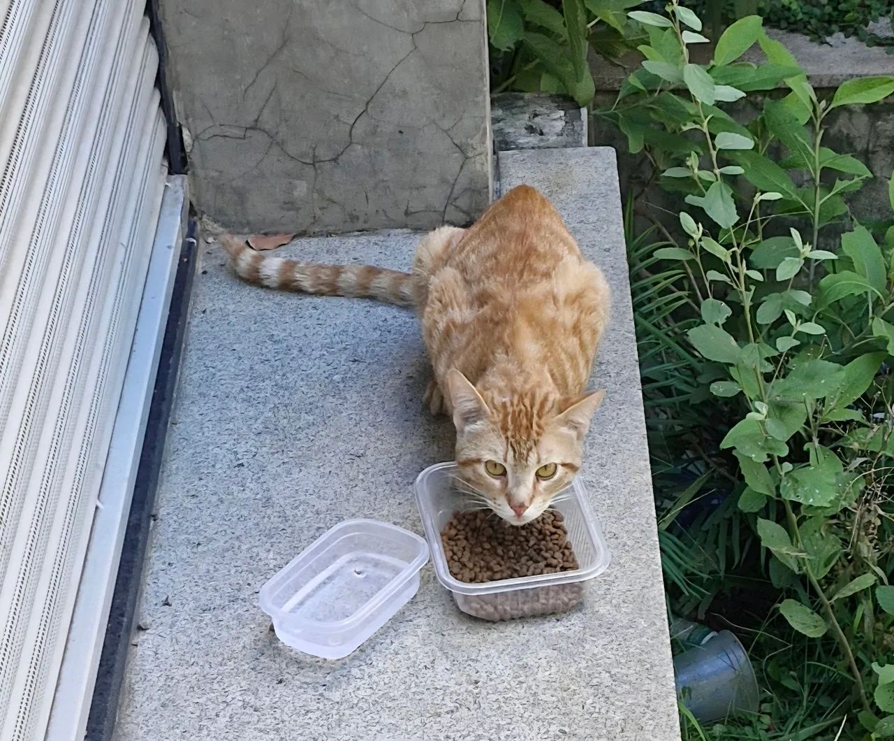 Gatinho laranja