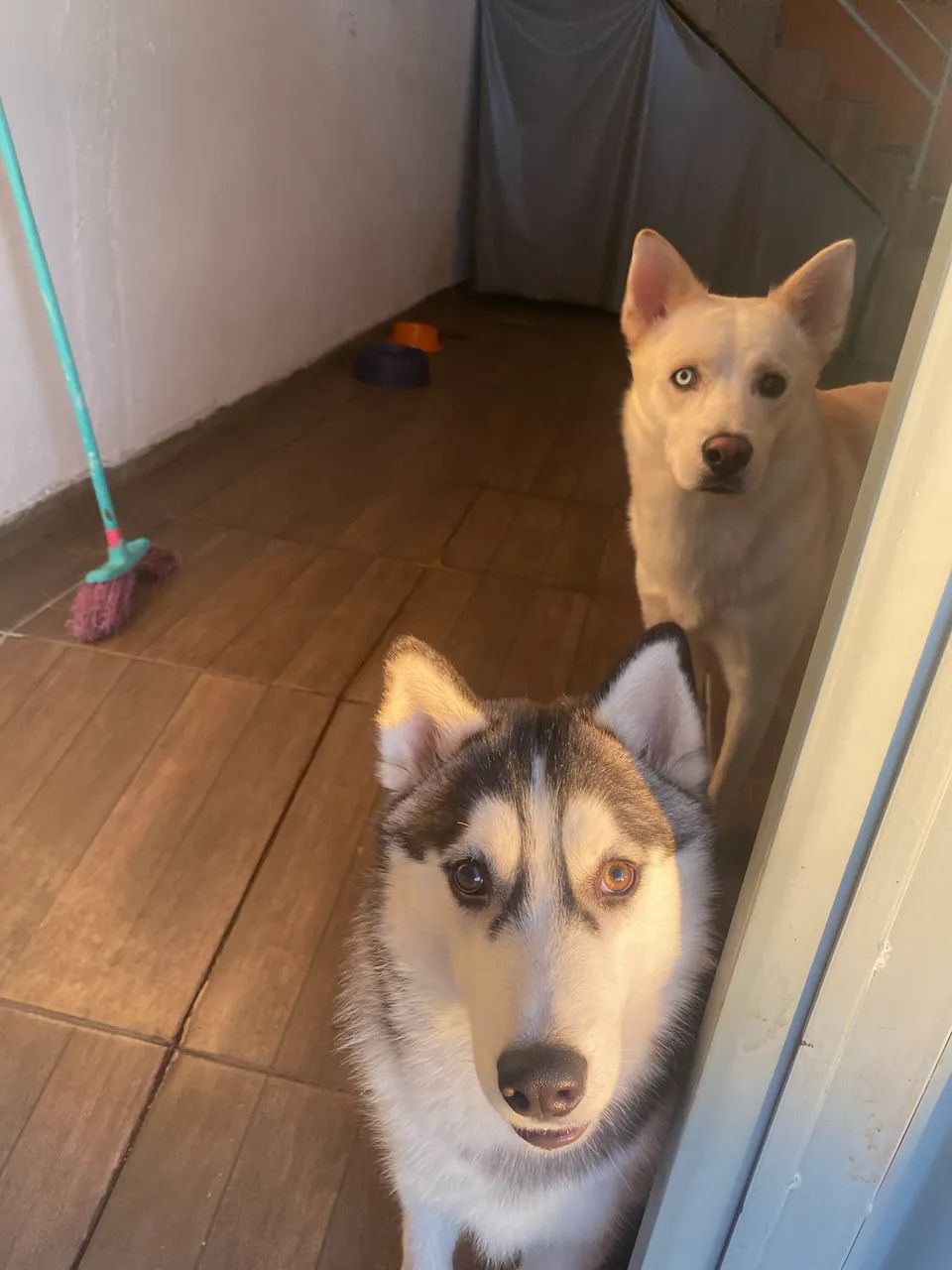 DOA-SE HUSKY DÓCIL 