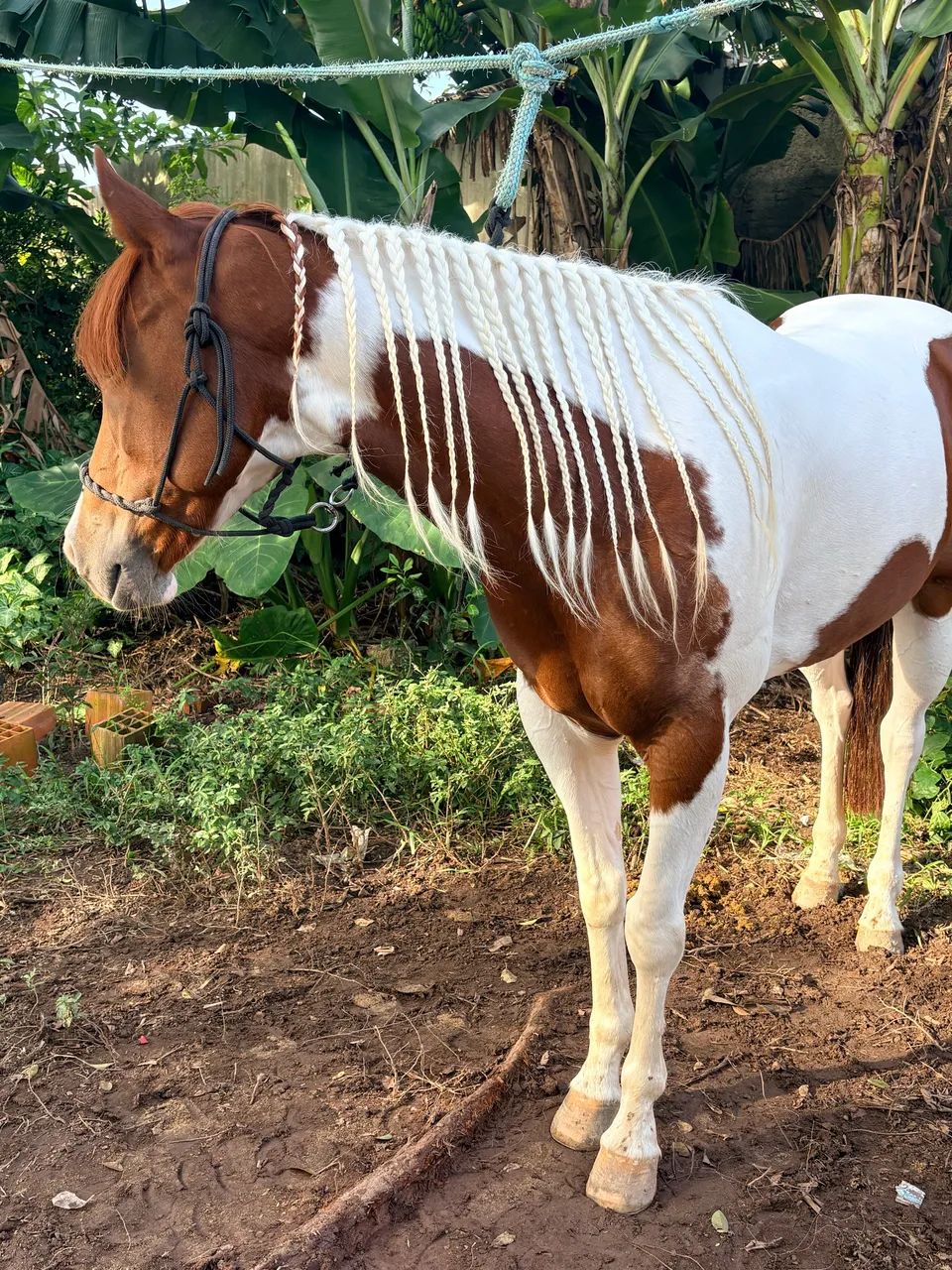 Égua Paint Horse   - Foto 4