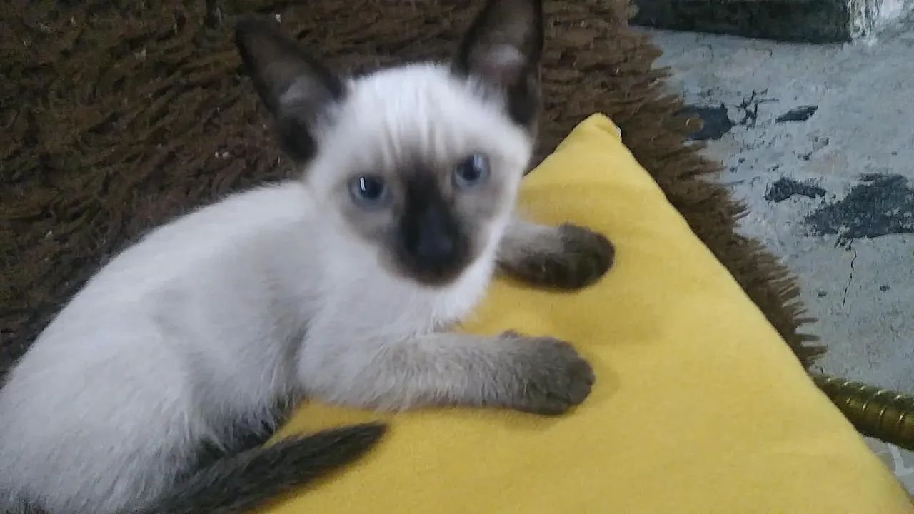 Gata siamês filhote  - Foto 5