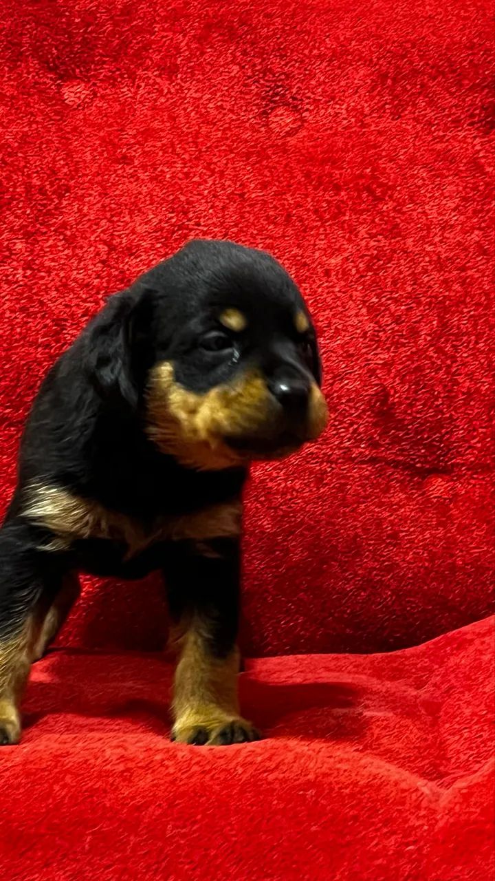 Cachorro  - Foto 2