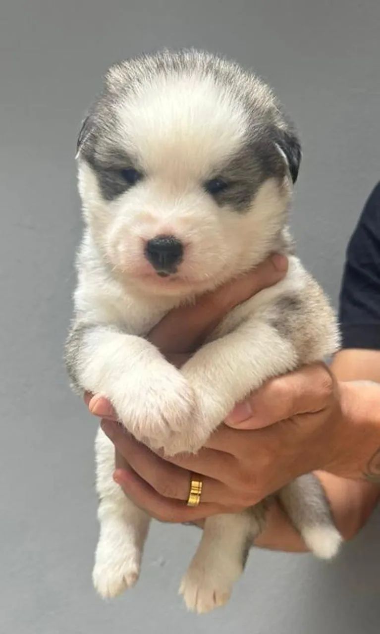 Filhote Husky Siberiano (Lobo), autêntico e puro. - Foto 6