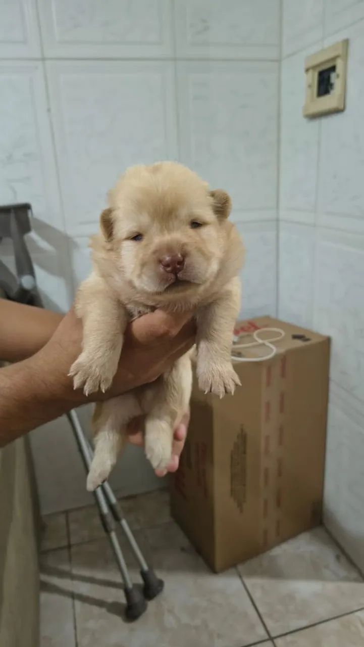 Filhote de Chow Chow Branco  - Foto 4