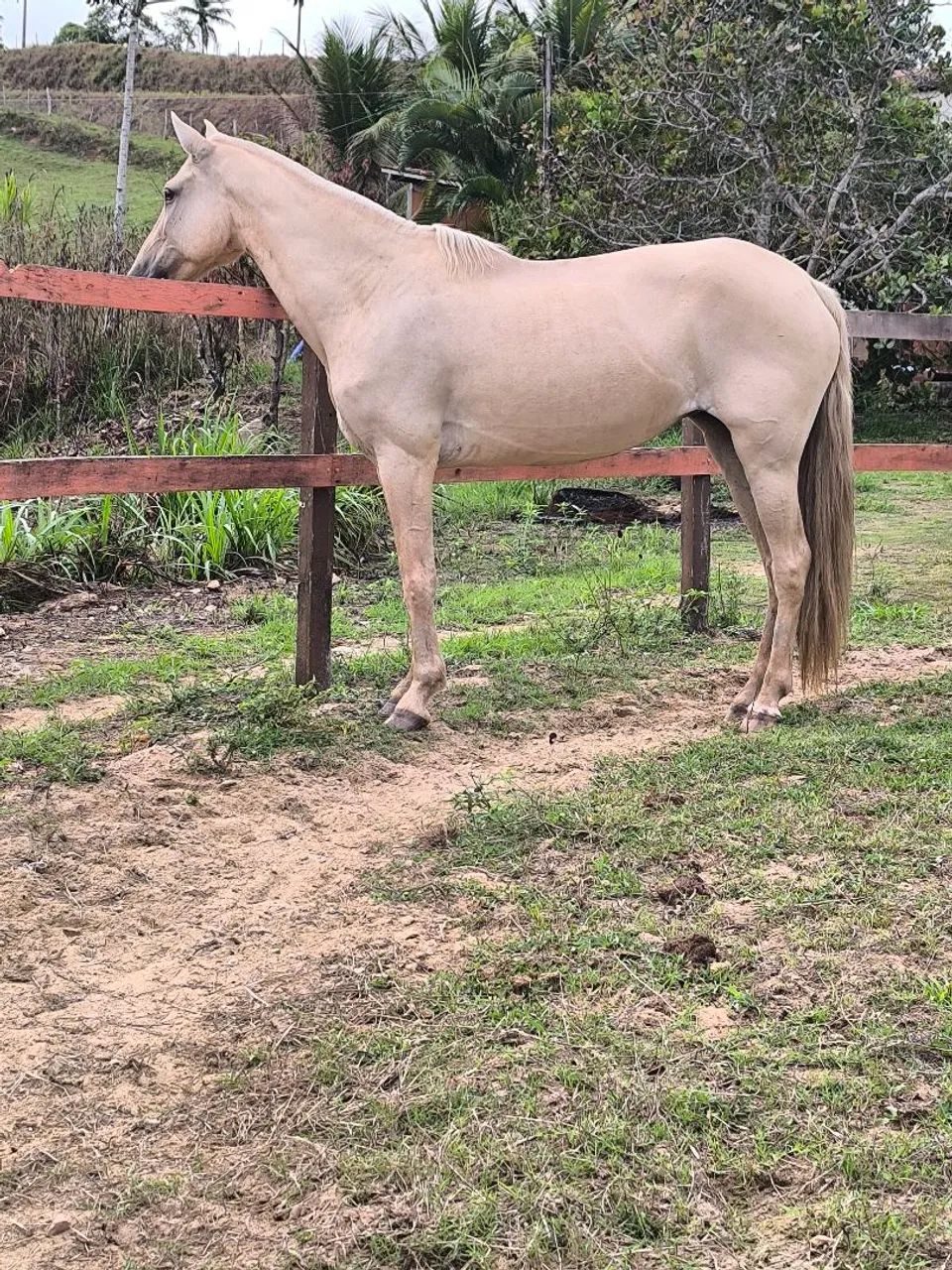 Égua mangalarga macha picada  - Foto 4
