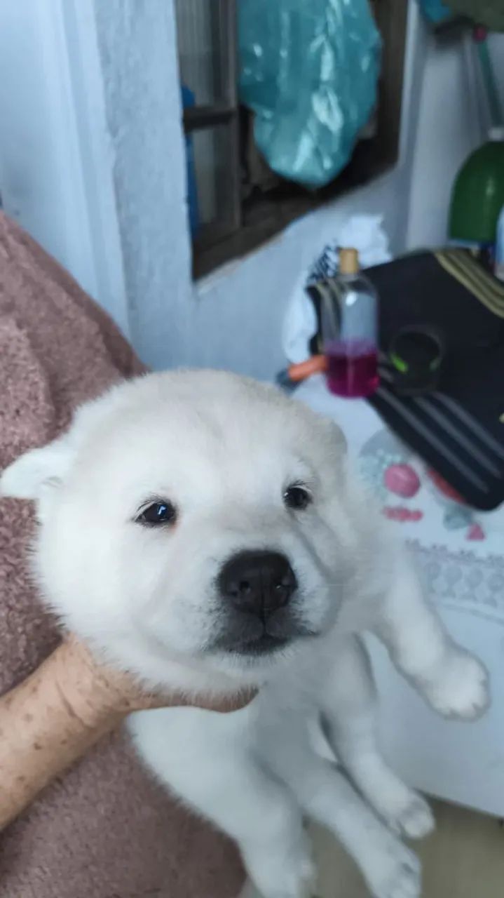 Husky macho  - Foto 4