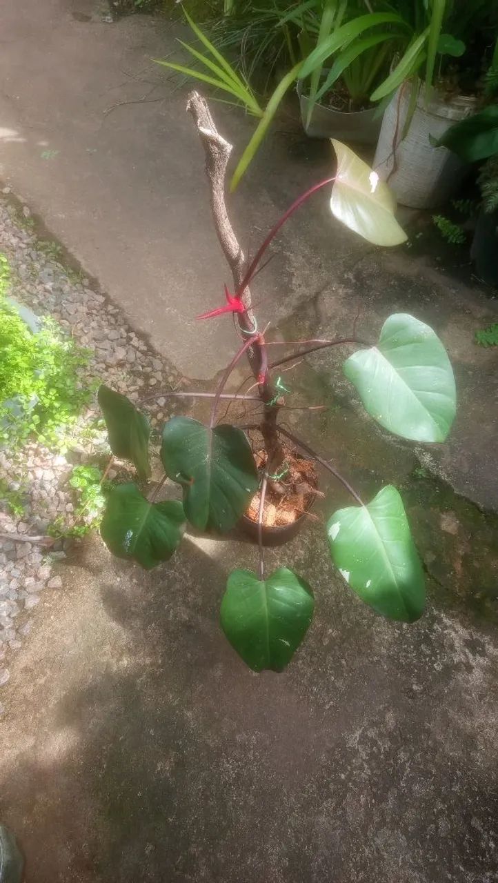 Philodendron pink Princess  - Foto 2
