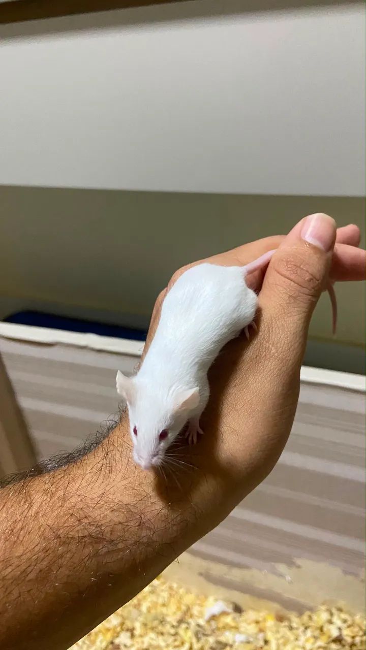 Doação  - Foto 3
