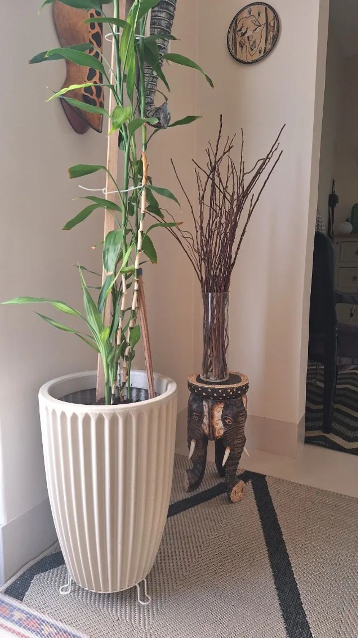 Vaso com planta Bambu da Sorte 