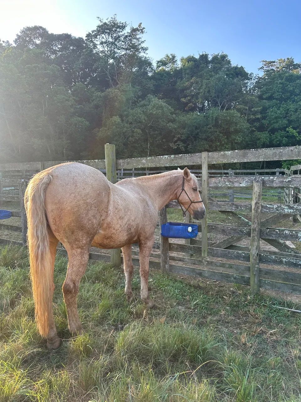 Égua Quarto de Milha