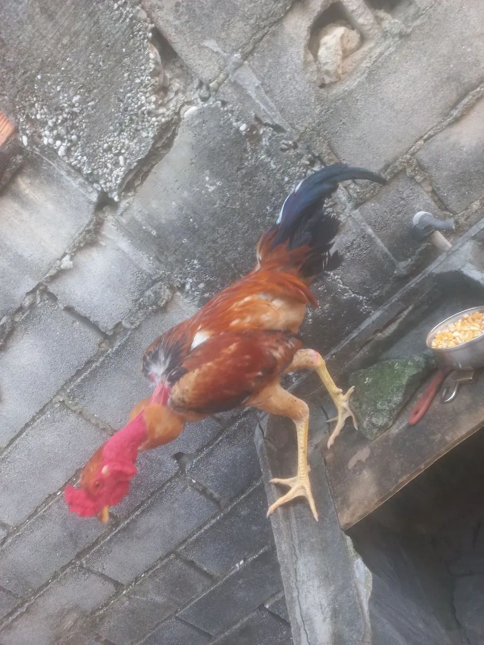 2 galos para vende 