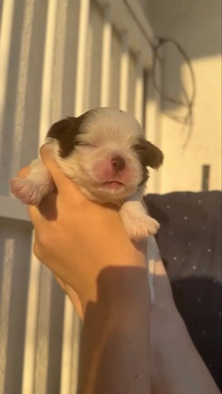 Filhotes shih tzu - Foto 4