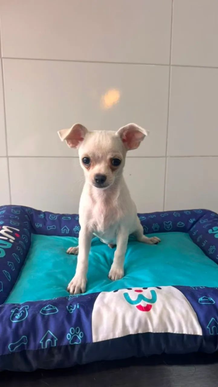Chihuahua Macho - Foto 3