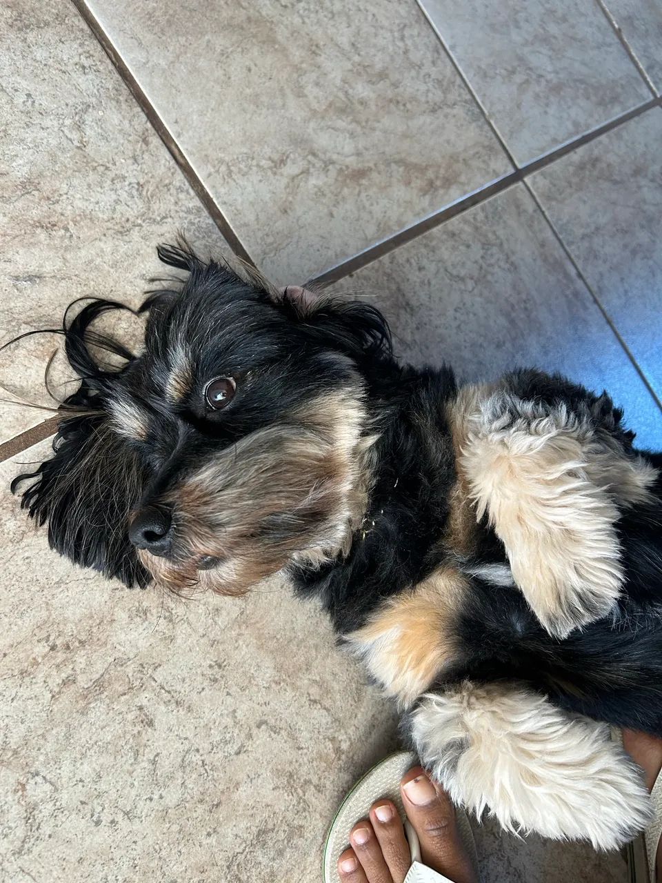 Cachorro  - Foto 3