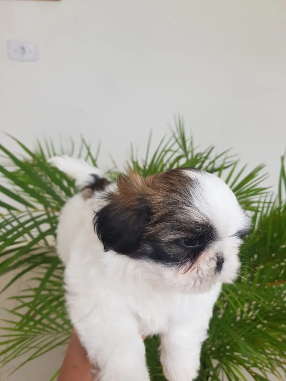 Filhote de Shihtzu