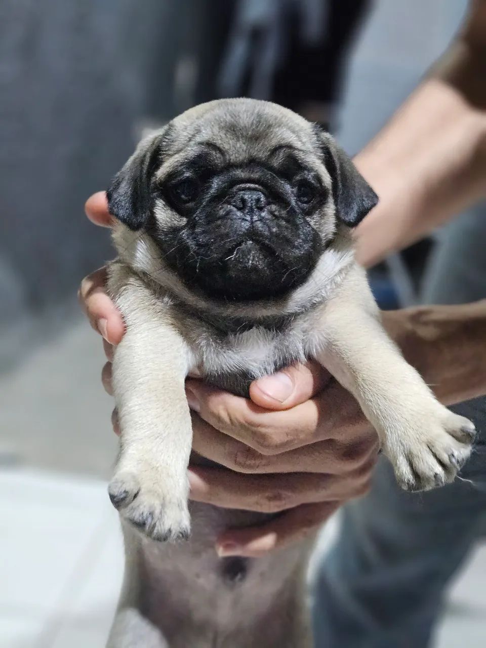 Filhotes de Pug  - Foto 3