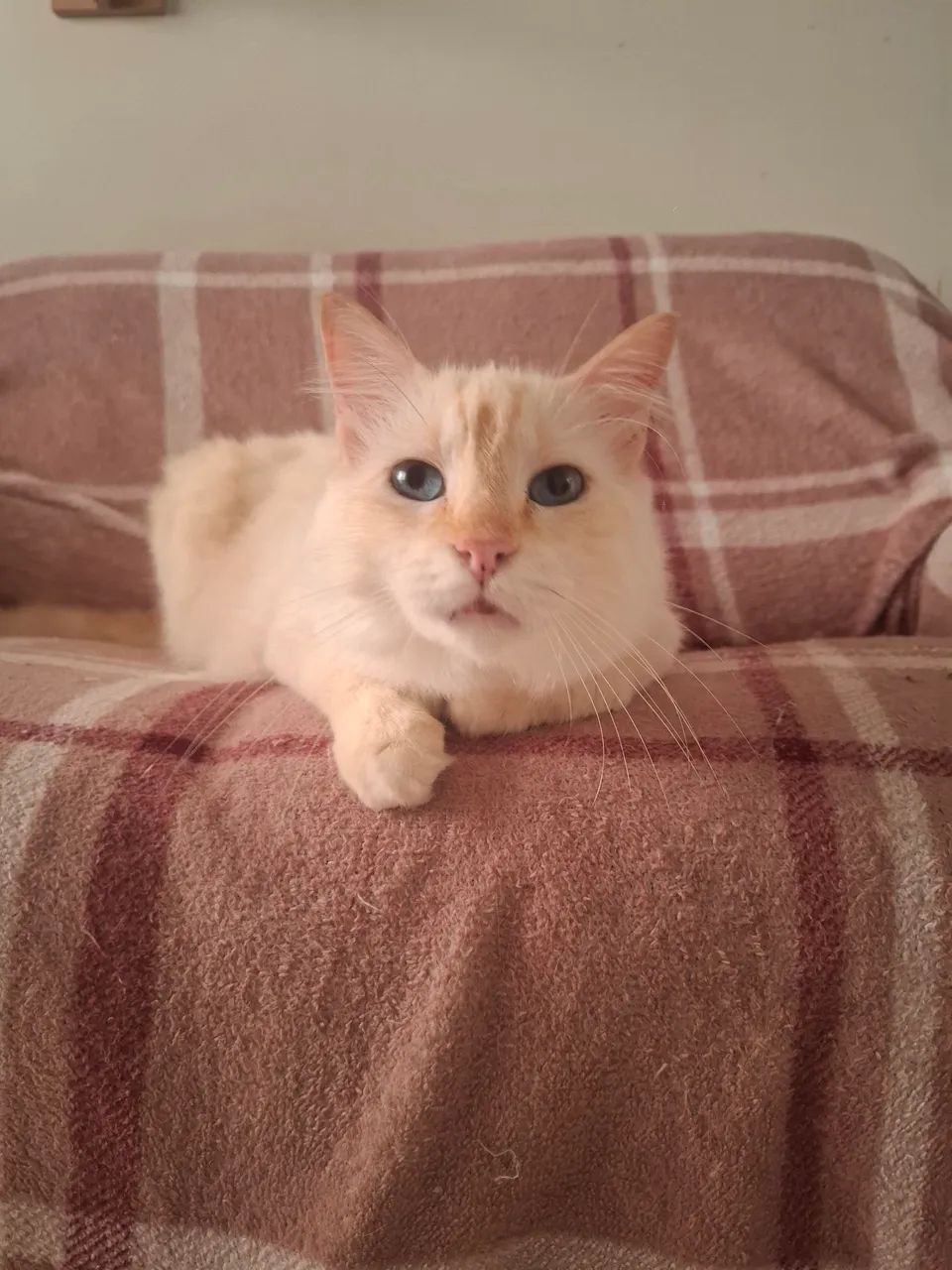 Gato mestiço  - Foto 4