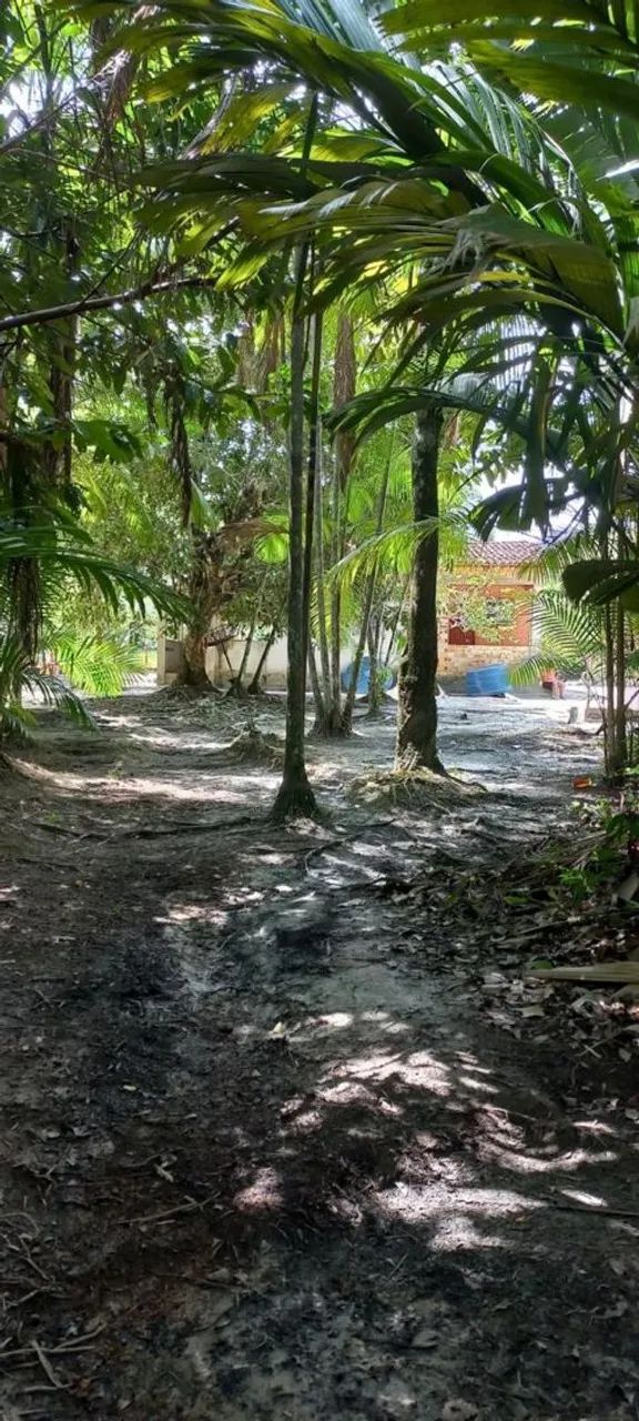 Sítio na ilha de trambioca Em Barcarena  - Foto 2