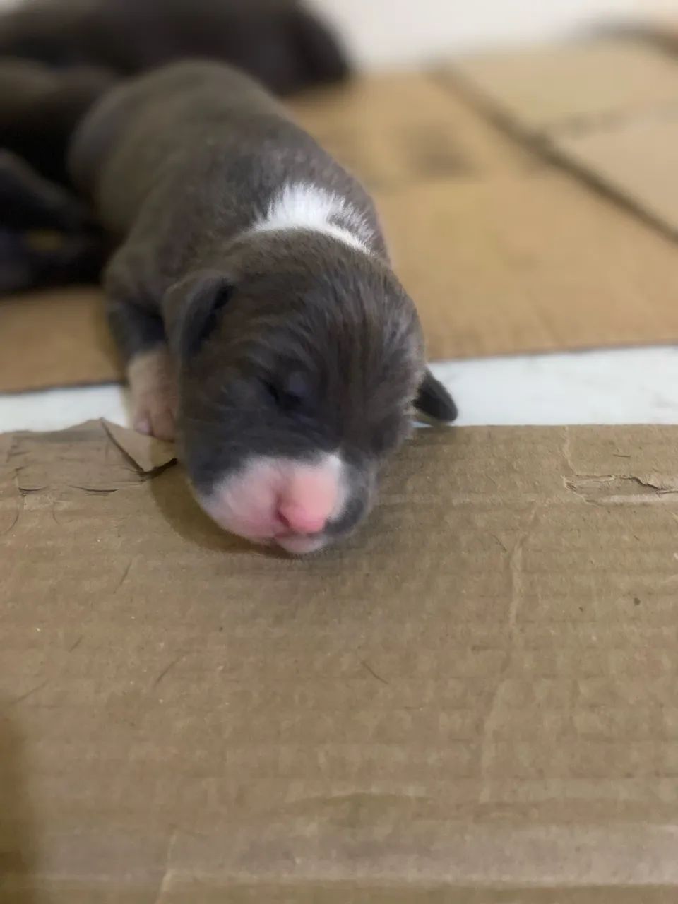 FILHOTES DE PITBULL COM AMERICAN BULLY - Foto 2