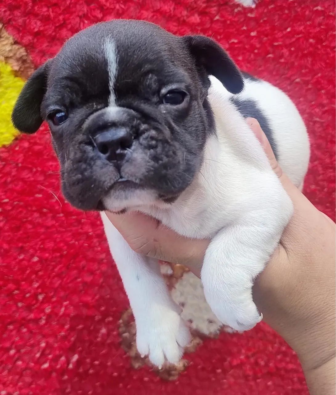 Cachorro  - Foto 3