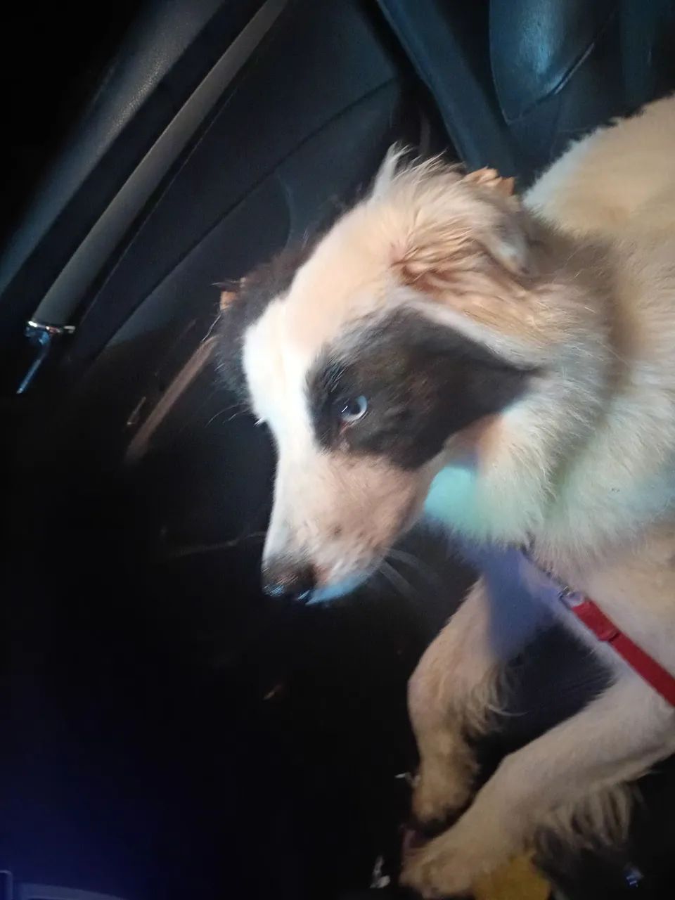 Border collie 1 ano 