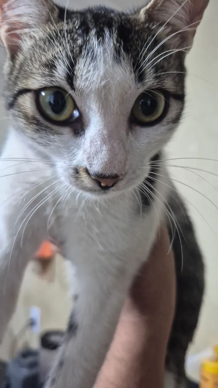 Gata para adoção 